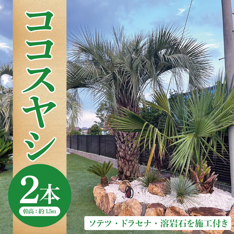 ココスヤシ 幹高約1.5m２本・ソテツ・ドラセナ・溶岩石【施工込み】 ヤシの木 ヤシ リゾート ガーデン 自宅 別荘 南国 庭木 観葉植物 大洗町