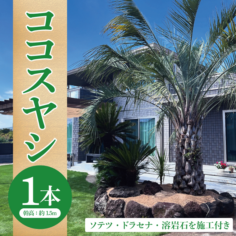 ココスヤシ 幹高約1.5m１本・ソテツ・ドラセナ・溶岩石【施工込み】 ヤシの木 ヤシ リゾート ガーデン 自宅 別荘 南国 庭木 観葉植物 大洗町