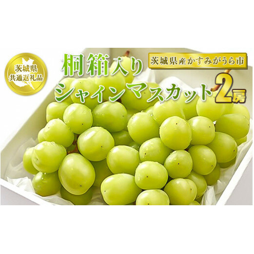 桐箱入りシャインマスカット 2房【茨城県共通返礼品 かすみがうら市産】 ※2024年8月~2025年1月下旬頃に順次発送予定