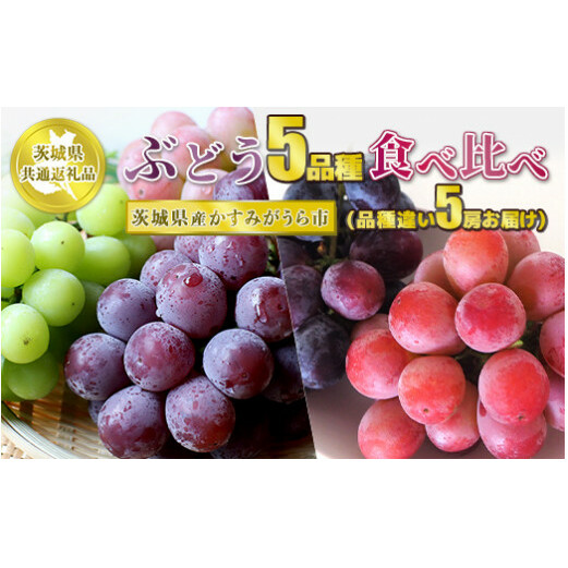 ぶどう5品種 食べ比べ【茨城県共通返礼品 かすみがうら市】5房 5種 セット ぶどう ブドウ 葡萄 果物 フルーツ お取り寄せ ※2024年8月下旬頃より順次発送予定
