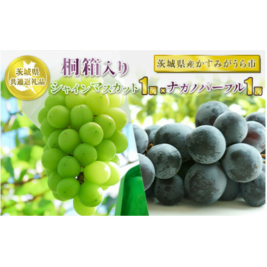 桐箱入りシャインマスカット1房とナガノパープル1房【茨城県共通返礼品 かすみがうら市産】 ※2024年8月~10月下旬頃に順次発送予定