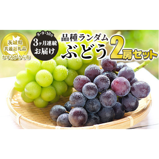 【定期便】ぶどう品種ランダム2房セット 3ヶ月連続お届け(8月、9月、10月) 【茨城県共通返礼品 かすみがうら市産】 ※一房約500~600g×2房 ぶどう ブドウ 葡萄 セット 詰め合わせ 定期便 定期 フルーツ 果物 くだもの 茨城県産 送料無料