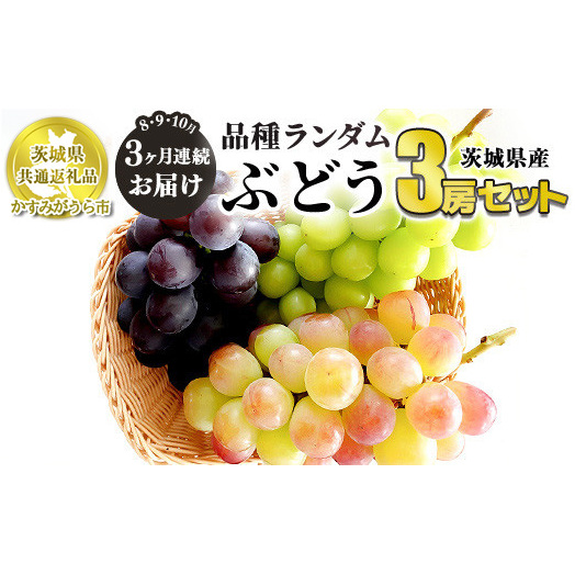 【定期便】ぶどう品種ランダム3房セット 3ヶ月連続お届け(8月、9月、10月) 【茨城県共通返礼品 かすみがうら市産】 ※一房約500~600g×3房 ぶどう ブドウ 葡萄 セット 詰め合わせ 定期便 定期 フルーツ 果物 くだもの 茨城県産 送料無料