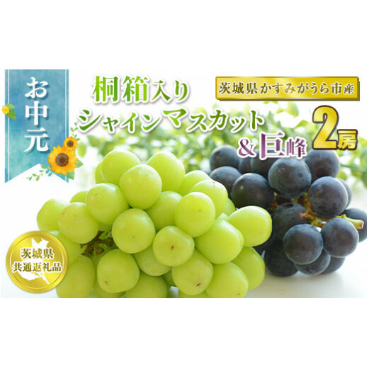 お中元 シャインマスカットと巨峰桐箱入り2房 【茨城県共通返礼品 かすみがうら市】 ※2024年8月上旬~中旬頃に順次発送予定