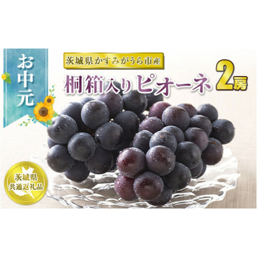 お中元 ピオーネ桐箱入り2房 【茨城県共通返礼品 かすみがうら市】 ※2024年8月上旬~中旬頃に順次発送予定