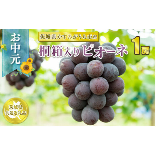 お中元 ピオーネ 桐箱入り 1房【茨城県共通返礼品 かすみがうら市】 ※2024年8月上旬~中旬頃に順次発送予定