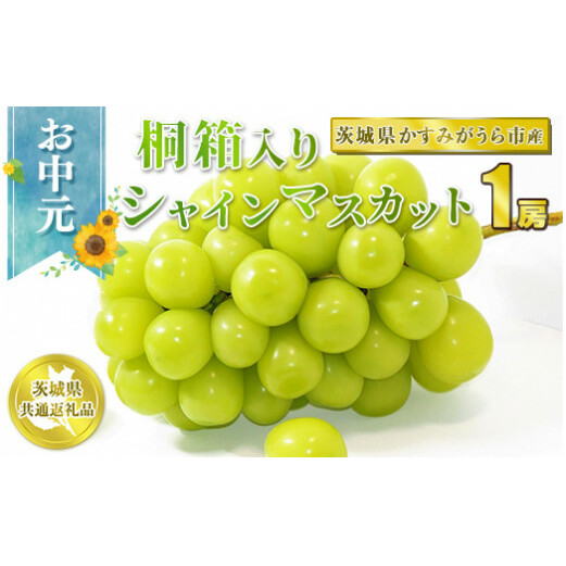お中元 シャインマスカット桐箱入り1房【茨城県共通返礼品 かすみがうら市】 ※2024年8月上旬~中旬頃に順次発送予定
