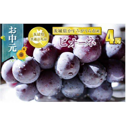 お中元 ピオーネ 4房【茨城県共通返礼品 かすみがうら市】 ※2024年8月上旬~中旬頃に順次発送予定