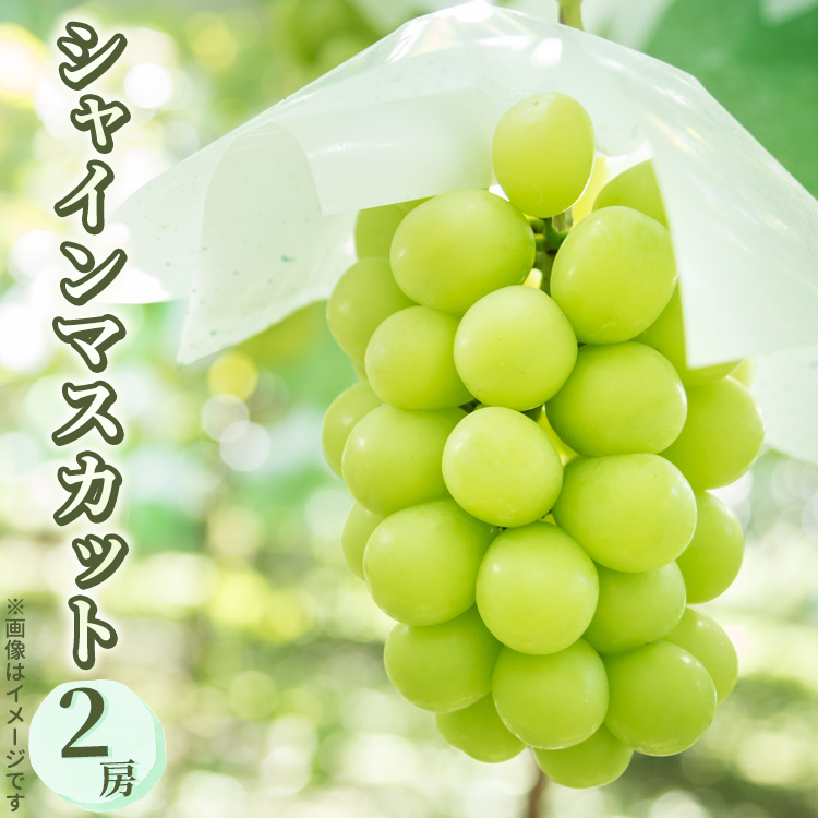 【先行受付】シャインマスカット 2房 約1.0kg〔P-216〕 | ぶどう 旬 マスカット フルーツ 果物 果実 数量 限定 くだもの 先行予約 ブドウ 葡萄 那須 栃木県 那須町 ※2025年9月中旬頃より順次発送予定