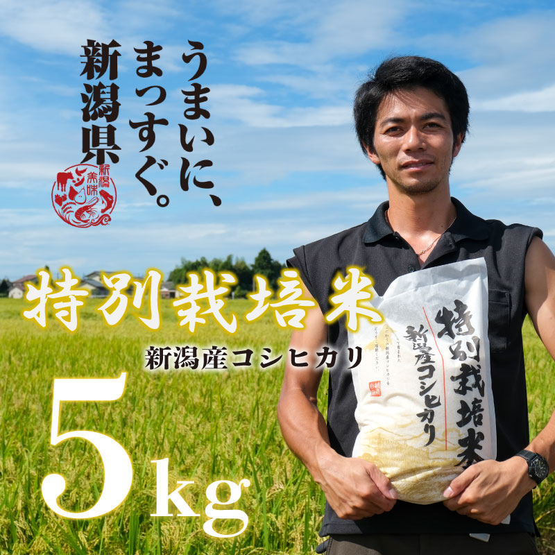 [令和6年産] 新米 コシヒカリ 5kg 白米 玄米 特別栽培米 新潟 コメ こめ お米 米 しんまい 新潟県 新潟米 新発田市 新発田産 toushin002