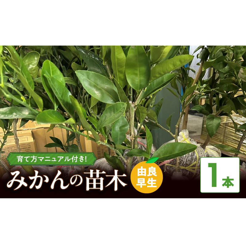 ZE6494_【2026年先行予約】みかん 苗木 【由良早生】 1本