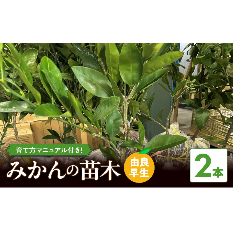 ZE6495_【2026年先行予約】みかん 苗木 【由良早生】 2本