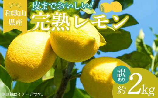 EA6021n_【訳あり・ご家庭用】完熟 レモン 2kg 皮まで使用可能(栽培期間中農薬不使用)