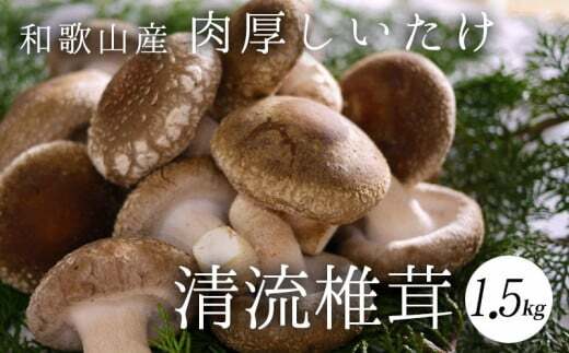 DM6001n_最高級 肉厚椎茸 清流椎茸 1.5kg【しいたけ シイタケ 椎茸 生椎茸 国産 和歌山産】