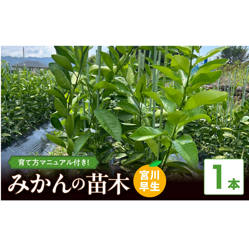 ZE6475_苗木 みかん 2年生【宮川早生】 1本セット【果樹 柑橘類 苗物】