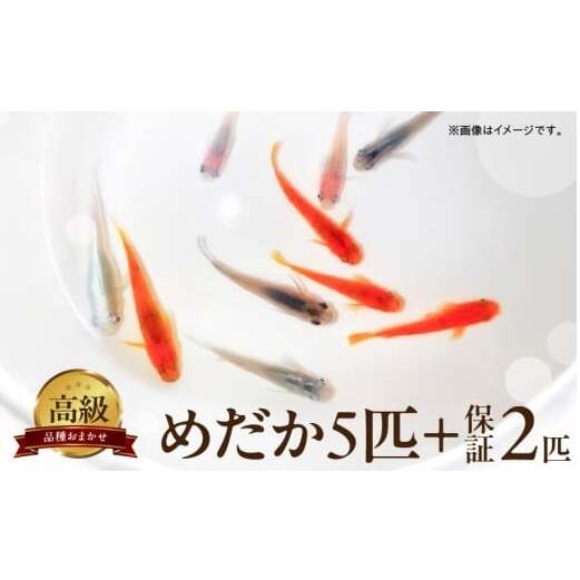 BA6012_高級めだか 5匹+補償 2匹(品種はおまかせ)