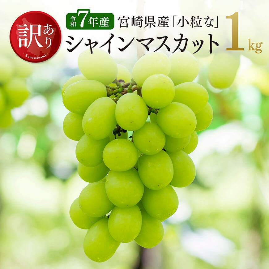 [令和7年産][訳あり]宮崎県産 小粒なシャインマスカット1kg ぶどう ブドウ 葡萄[C03401]