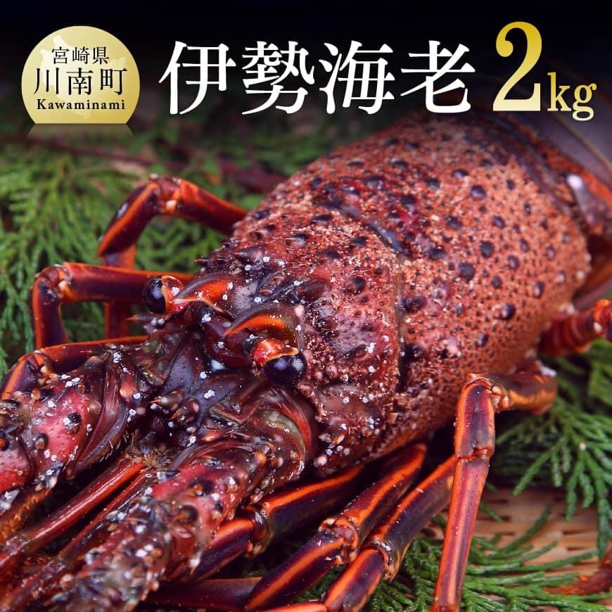 担当者厳選!伊勢海老2.0kg(2〜8尾) 伊勢海老 伊勢えび[D04406]