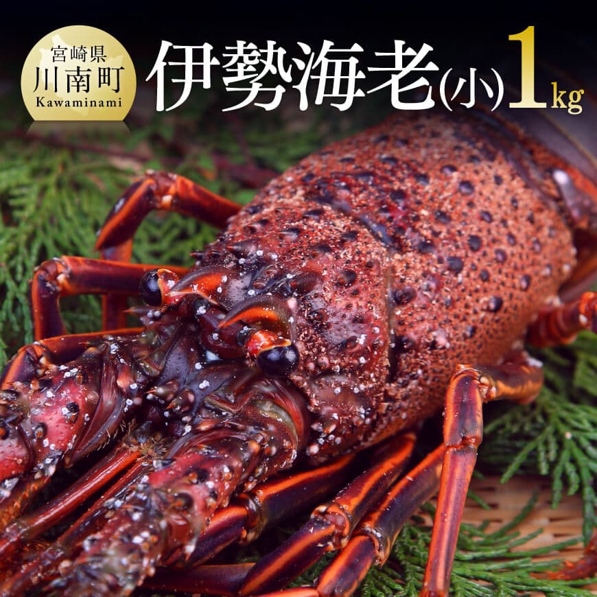 担当者厳選! 伊勢海老(小)1.0kg(5〜9尾) 伊勢えび 伊勢海老 [C04401]