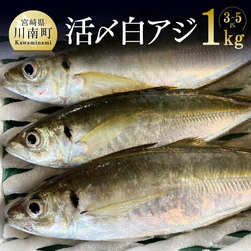 日向灘獲れ!活〆白アジ1kg 鮮魚 魚介 魚[G4408]