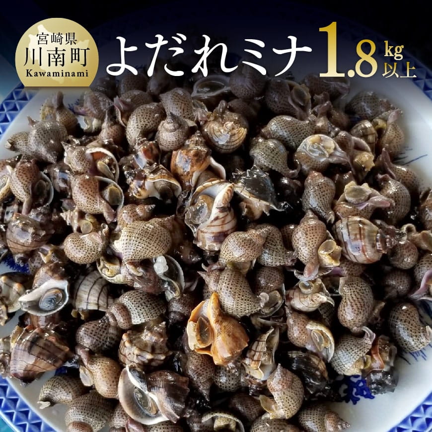 宮崎県産活貝 日向灘獲れ!よだれミナ(シマミクリ貝・シマアラレミクリ貝) 貝 ミナ [C01801]