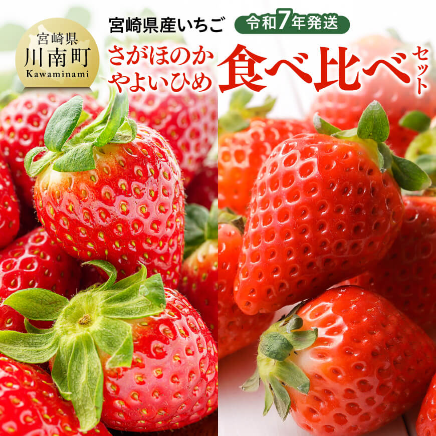 令和7年発送 宮崎県産いちご「さがほのか&やよいひめ」食べ比べセット 苺 いちご イチゴ[D03804]