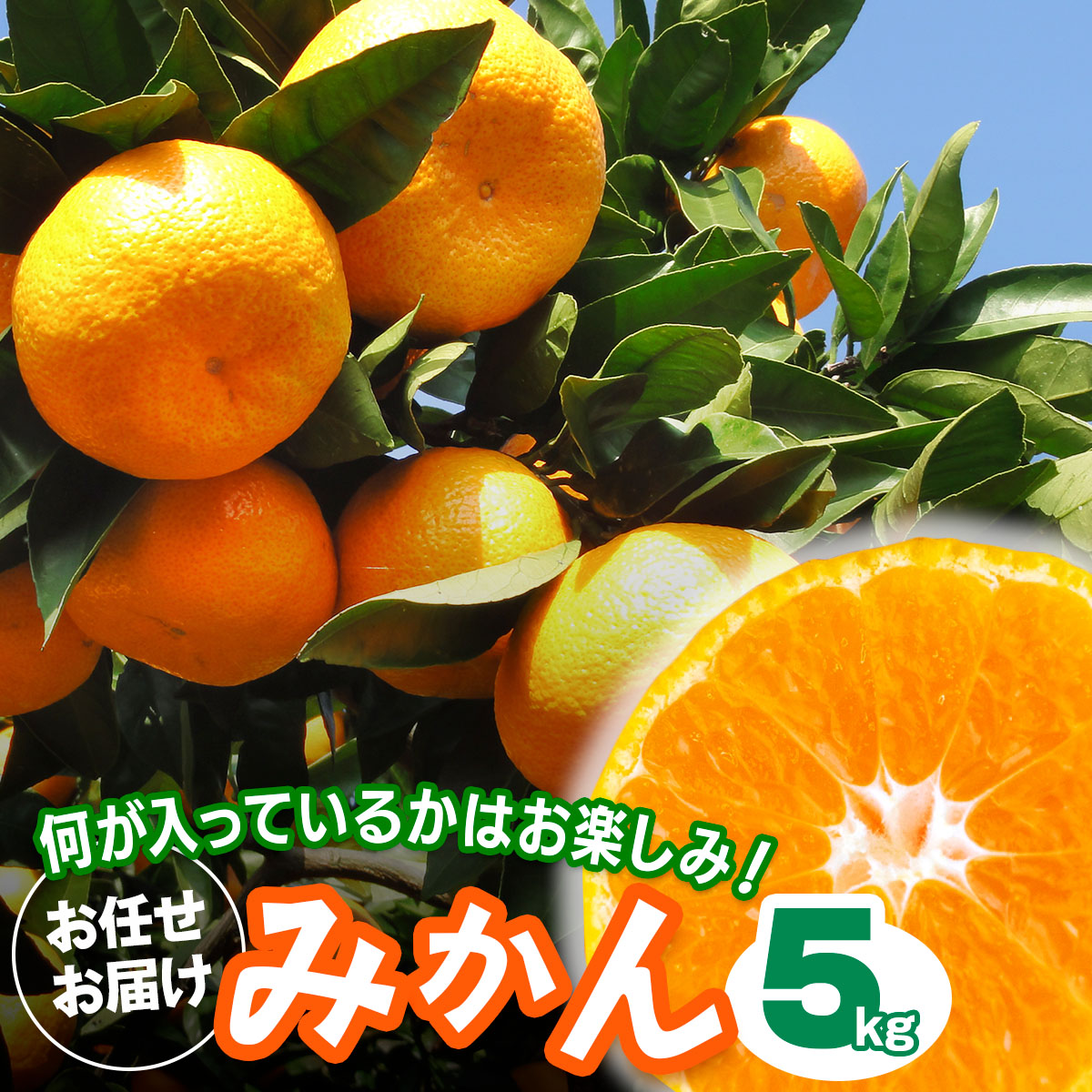 [2026年1月下旬頃から発送] みかん 5kg 品種おまかせ｜先行予約 みかん フルーツ 果物 柑橘 [0529]