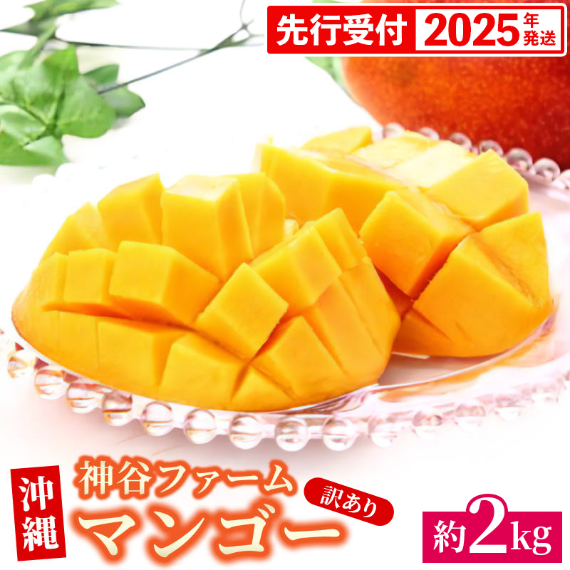 【先行受付】【2025年発送】神谷ファームのマンゴー（訳あり）約2Kg - 先行予約 沖縄県産 産地直送 南国フルーツ 旬の味覚 季節の果物 ご自宅用 訳アリ 沖縄マンゴー 沖縄県 八重瀬町
