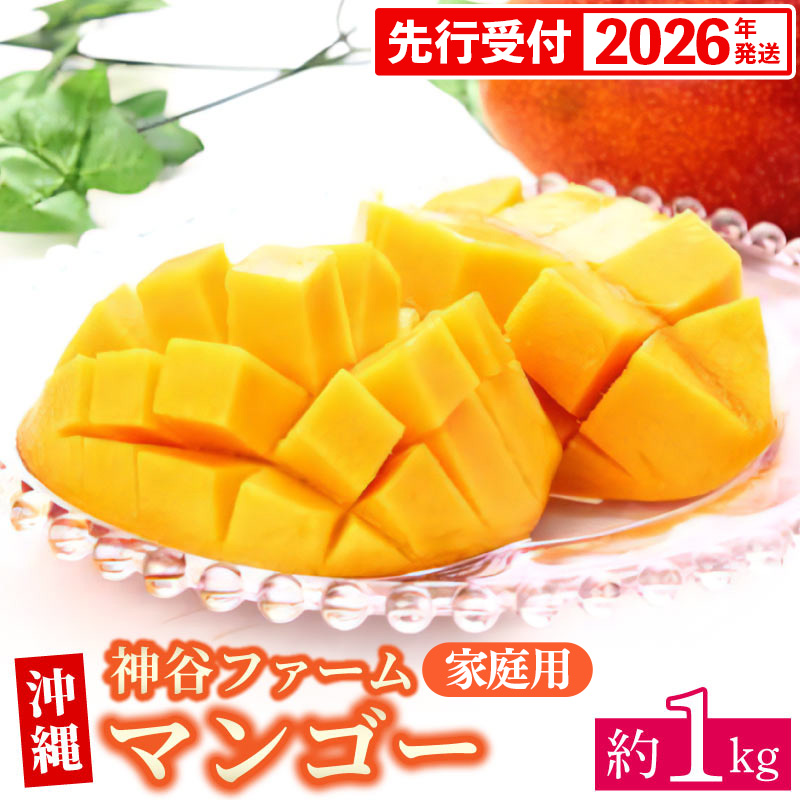 【先行受付】【2026年発送】神谷ファームのマンゴー(家庭用)約1Kg - 先行予約 沖縄県産 産地直送 南国フルーツ 旬の味覚 季節の果物 ご自宅用 沖縄マンゴー 沖縄県 八重瀬町