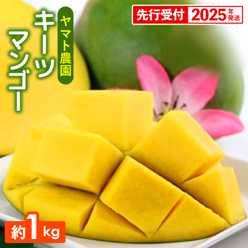 【先行受付】【2025年発送】ヤマト農園 キーツマンゴー約1kg - 産地直送 沖縄産 国産 果物 フルーツ 南国フルーツ 旬の味覚 追熟 先行予約 幻の味 人気 おすすめ 送料無料 沖縄県 八重瀬町
