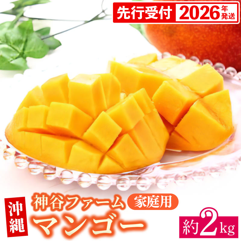 【先行受付】【2026年発送】神谷ファームのマンゴー(家庭用)約2Kg - 先行予約 沖縄県産 産地直送 南国フルーツ 旬の味覚 季節の果物 ご自宅用 沖縄マンゴー 沖縄県 八重瀬町
