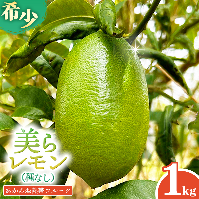 【種なし】あかみね熱帯フルーツの美らレモン 約1kg - 国産 希少種 果汁 たっぷり 使いやすい 檸檬 れもん Lemon おすすめ 沖縄県 八重瀬町