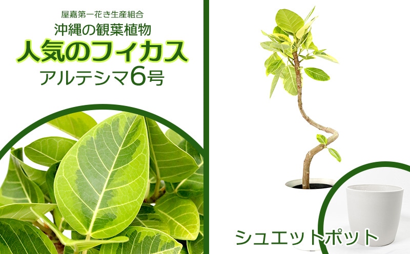 沖縄産❗️ フィカス　アルテシマ　曲がり ゴムの木　観葉植物 プレゼント フィカス・アルテシマ まがり L〈沖縄産〉 | 観葉植物の通販 AND
