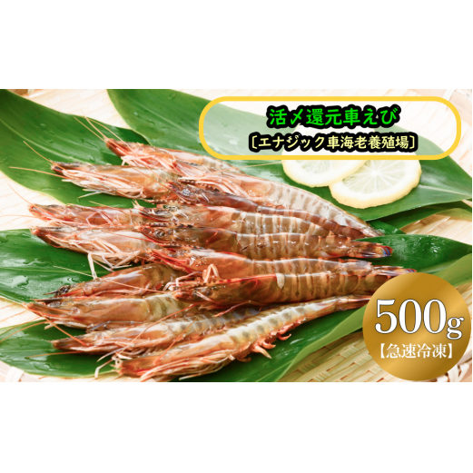 活〆還元車えび(急速冷凍・500g)【エナジック車海老養殖場】
