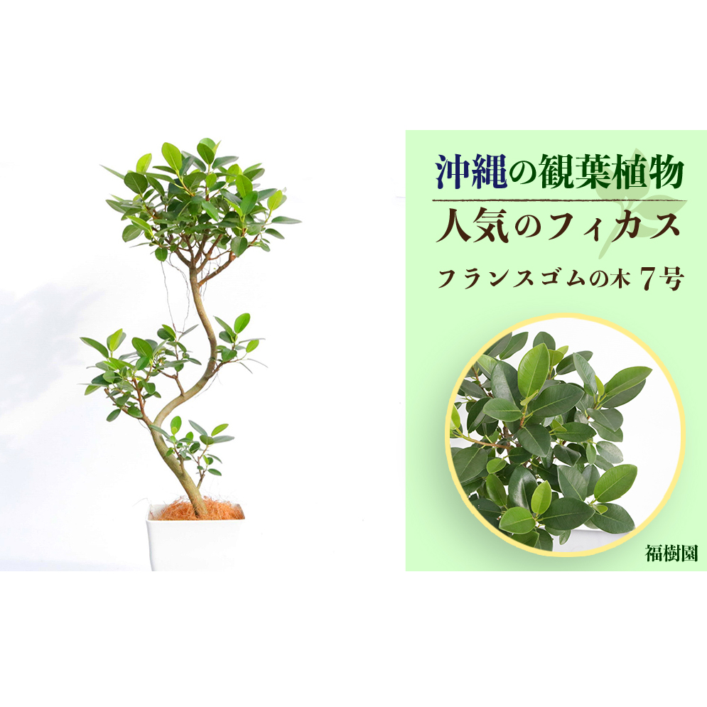 沖縄の観葉植物 人気のフィカス フランスゴム7号 角鉢