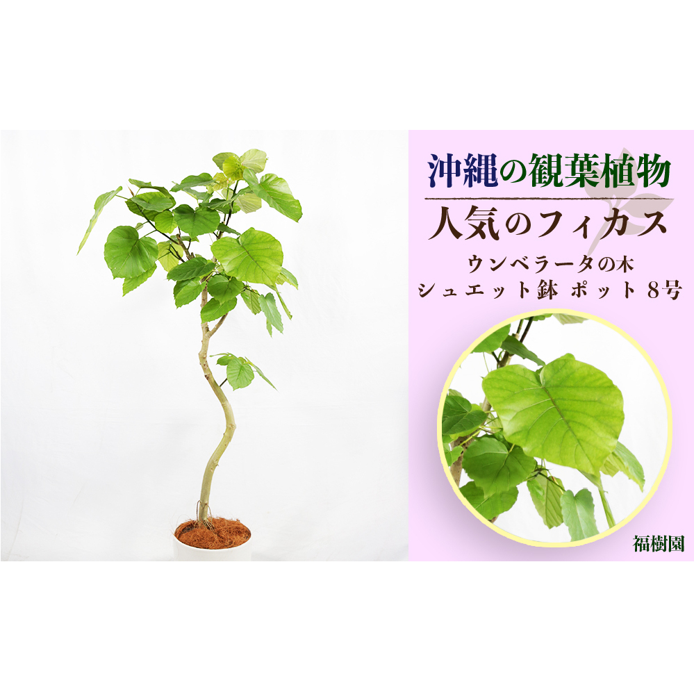 沖縄の観葉植物 人気のフィカス ウンベラータ8号 シュエット鉢ポット | 沖縄県うるま市 | JRE MALLふるさと納税