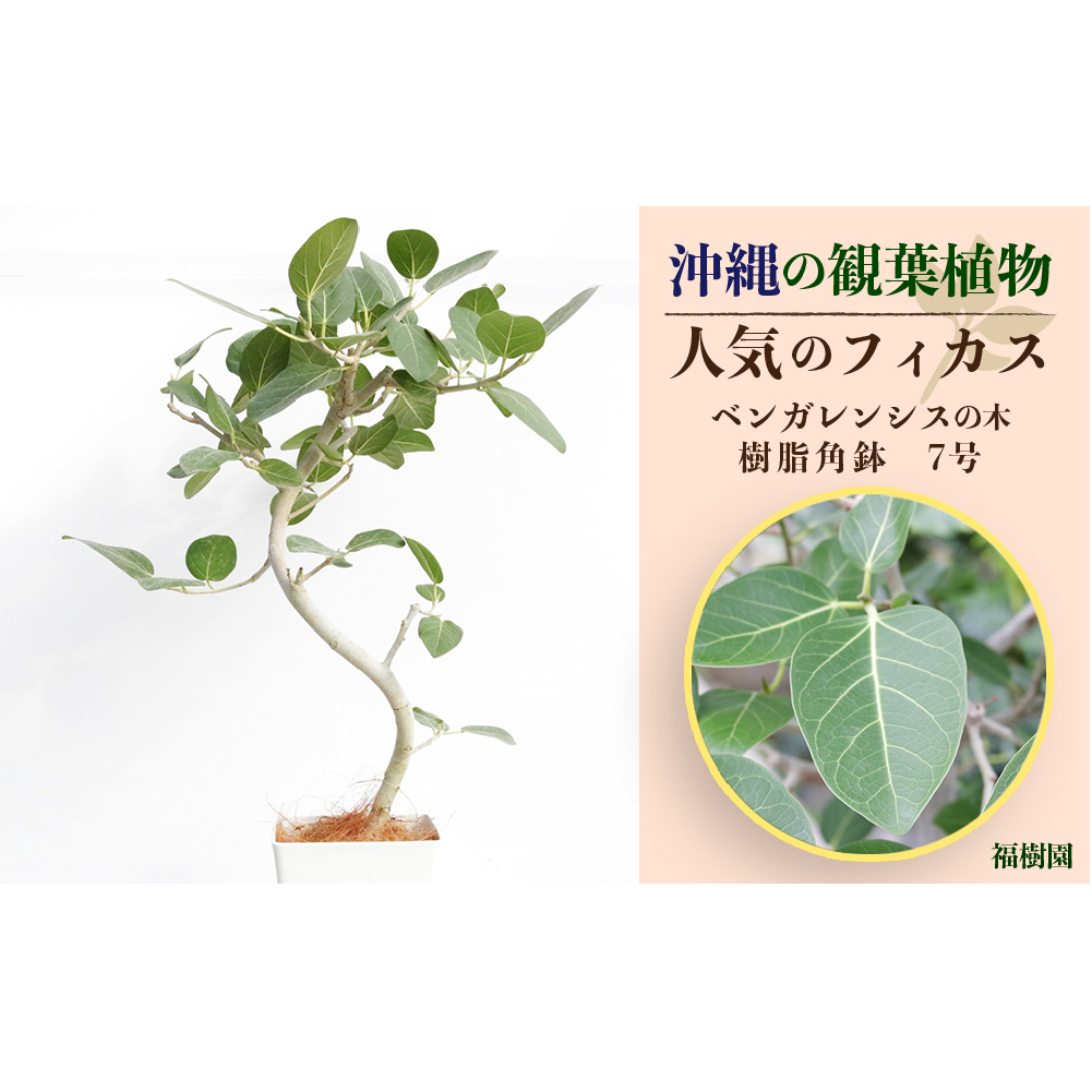 沖縄の観葉植物 人気のフィカス ベンガレンシス7号 角鉢