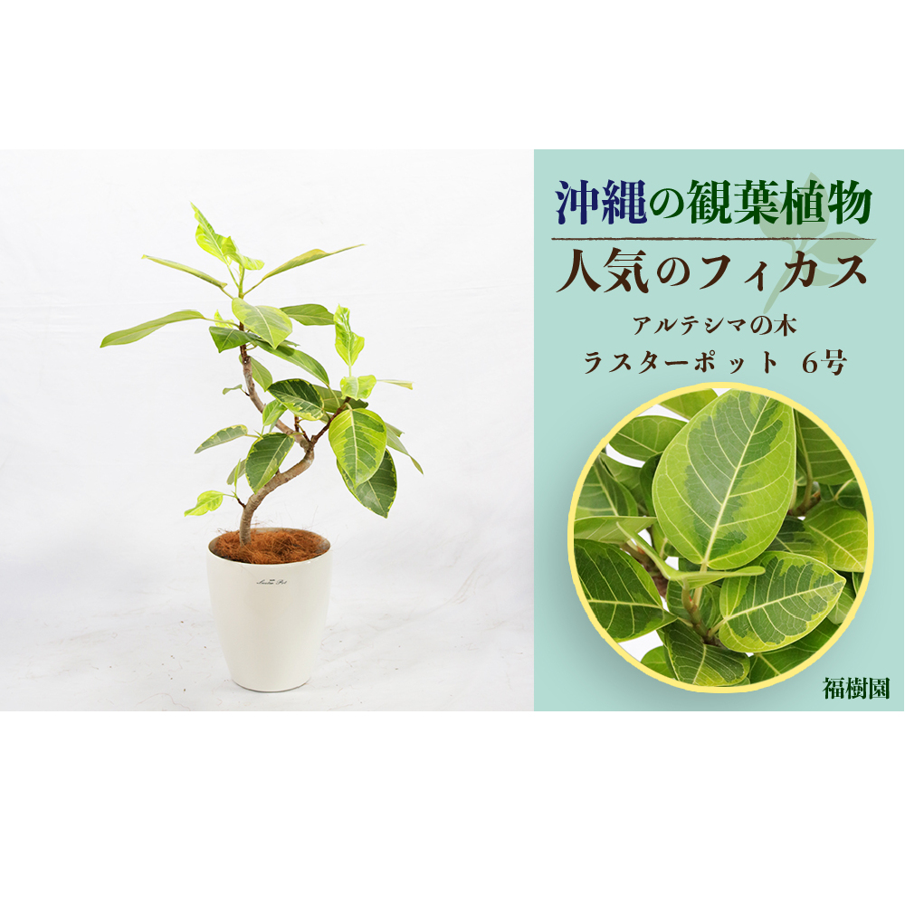 沖縄の観葉植物 人気のフィカス アルテシマ6号 ラスターポット | 沖縄県うるま市 | JRE MALLふるさと納税