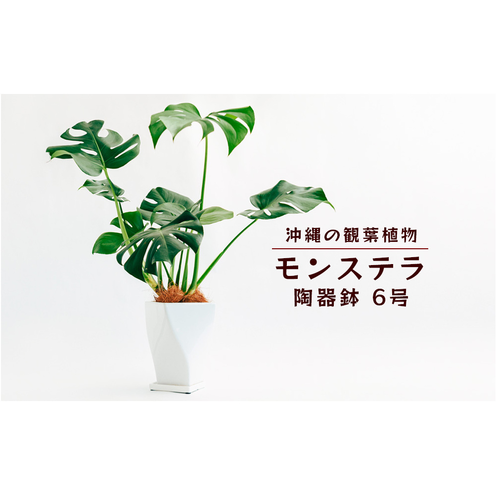 沖縄の観葉植物　観葉植物　モンステラ陶器鉢植え　6号　角鉢　観葉植物　モンステラ　インテリア　鉢付き　おしゃれ　インテリアグリーン　緑のある暮らし　ハウスプラント　沖縄　うるま市　６号 