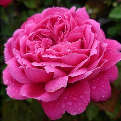 【Apple Roses】バラ苗『イフリート』大苗6号ポット植え [52210968]