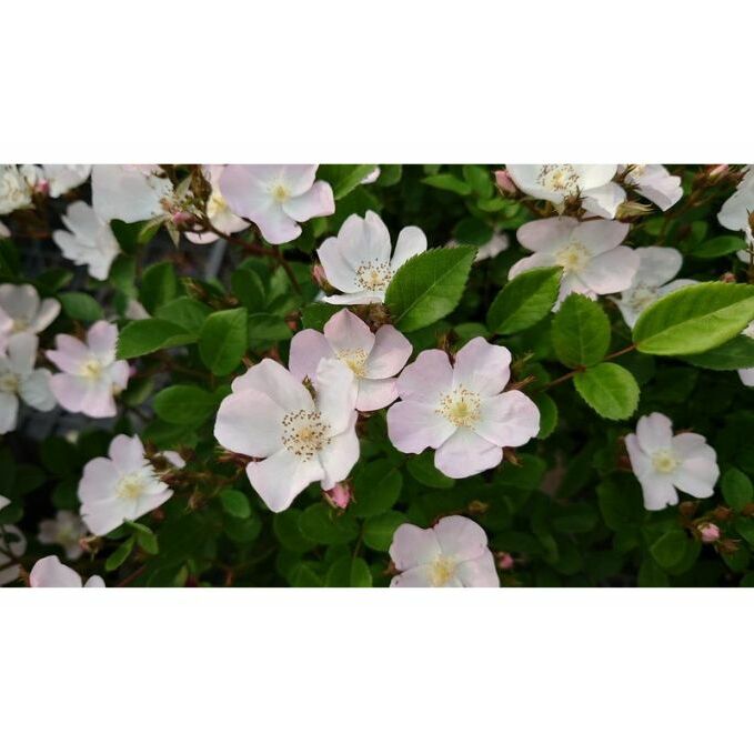 【Apple Roses】バラ苗『ののこ』大苗6号ポット植え[52210779] 苗木 植物 