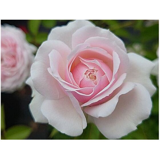 【Apple Roses】バラ苗『ユニコーン』新苗育成苗6号ポット植え[52210861] お花 植物 バラの苗 花の苗 グラデーション 優しい香り 甘い香り 四季咲き 耐病性 育てやすい 