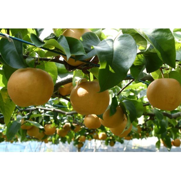 創業50年以上 マキノキ園のこだわりの梨 豊水 5kg箱[52210355] フルーツ 果物 