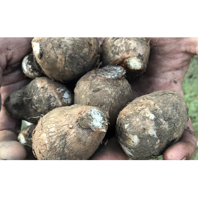 めぐるみどりのさといも食べ比べセット[52210657] 野菜 根菜 埼玉県産 