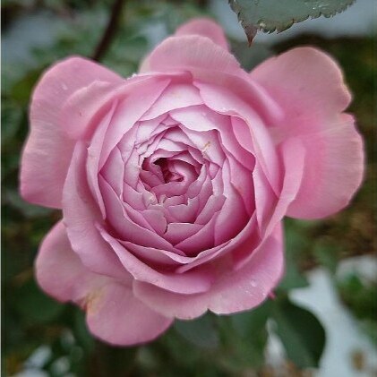 【Apple Roses】バラ苗『ラフ・メイカー』新苗育成苗6号ポット植え[52210682] 苗木 薔薇 フラワー 