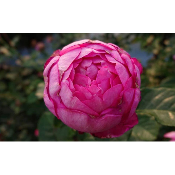 【Apple Roses】バラ苗『浮世』大苗6号ポット植え[52210662] 苗木 バラの苗木 オリジナル品種 ピンク 