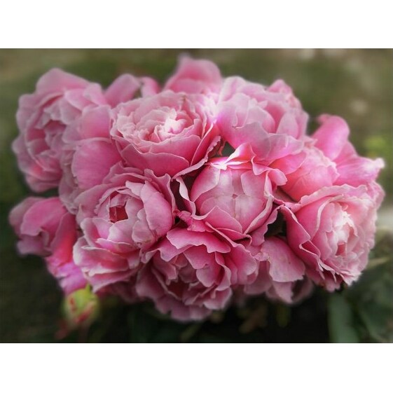 Apple Rosesバラ苗『ストロベリー・スウィング』新苗育成苗6号ポット植え[52210685] 苗木 薔薇 フラワー 