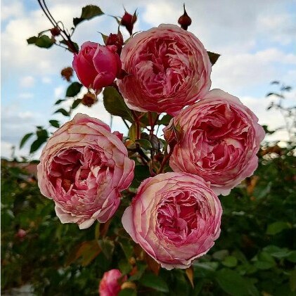 【Apple Roses】バラ苗『アルカーナ』新苗育成苗6号ポット植え[52210684] 苗木 薔薇 フラワー 