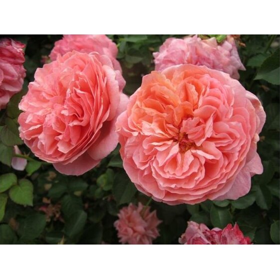 【Apple Roses】バラ苗『パウル・クレー』新苗育成苗6号ポット植え[52210686] 苗木 ばら 薔薇 フラワー 