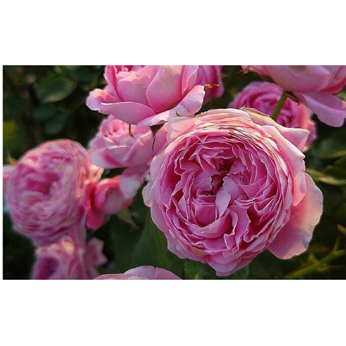 【Apple Roses】バラ苗『メルヘン・クーゲル』大苗6号ポット植え[52210935] お花 花苗 植物 香りが強い 四季咲き 中輪の花 ピンク 黒星病に強い うどん粉病に強い 